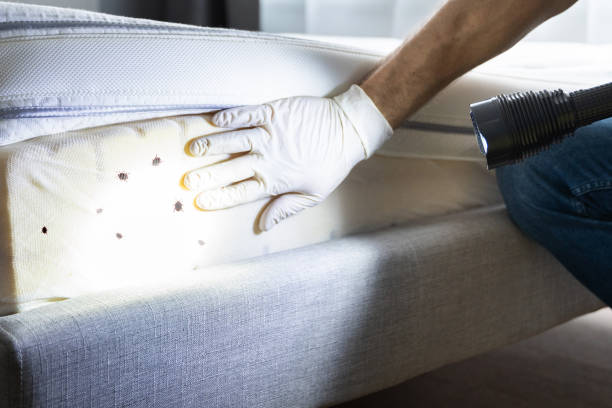 Best Rat Extermination Near Me  in Stone Mountain, GA