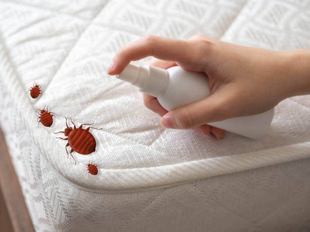 Best Emergency Pest Control  in Stone Mountain, GA